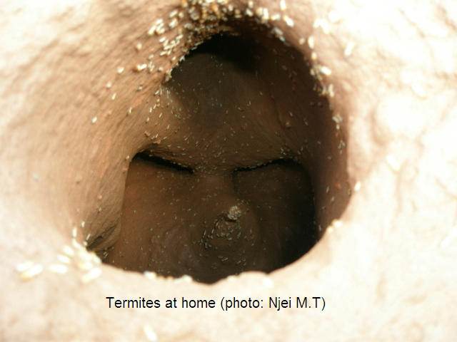 Termites at home